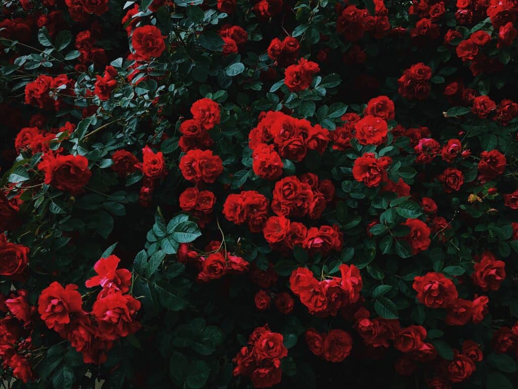 Roses for Header and Footer
